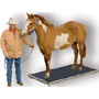 Salter Brecknell ES2500 Equestrian Scales
